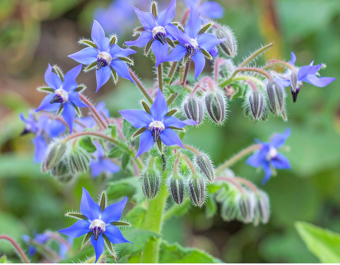 Borage Herb seeds attracting beneficial bees with striking star-shaped blue edible flowers for pollinator gardens.