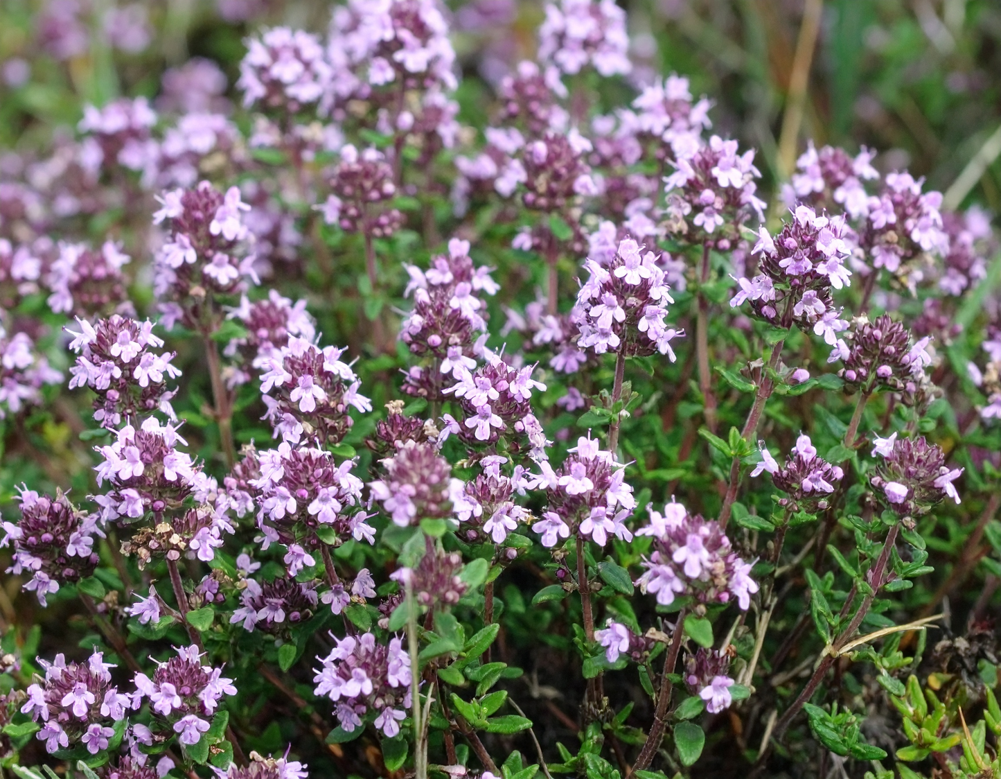 Common Thyme herb seeds producing a hardy, aromatic groundcover perfect for kitchen use and seasoning.