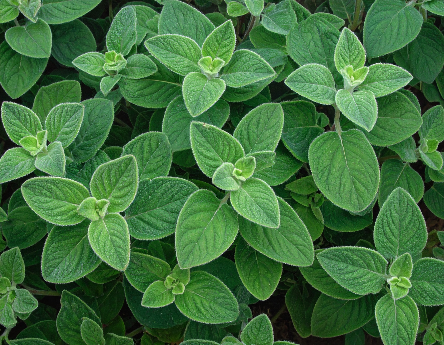 Greek Oregano herb seeds for a pungent, savory flavor used in classic Mediterranean and garden-to-table cooking.