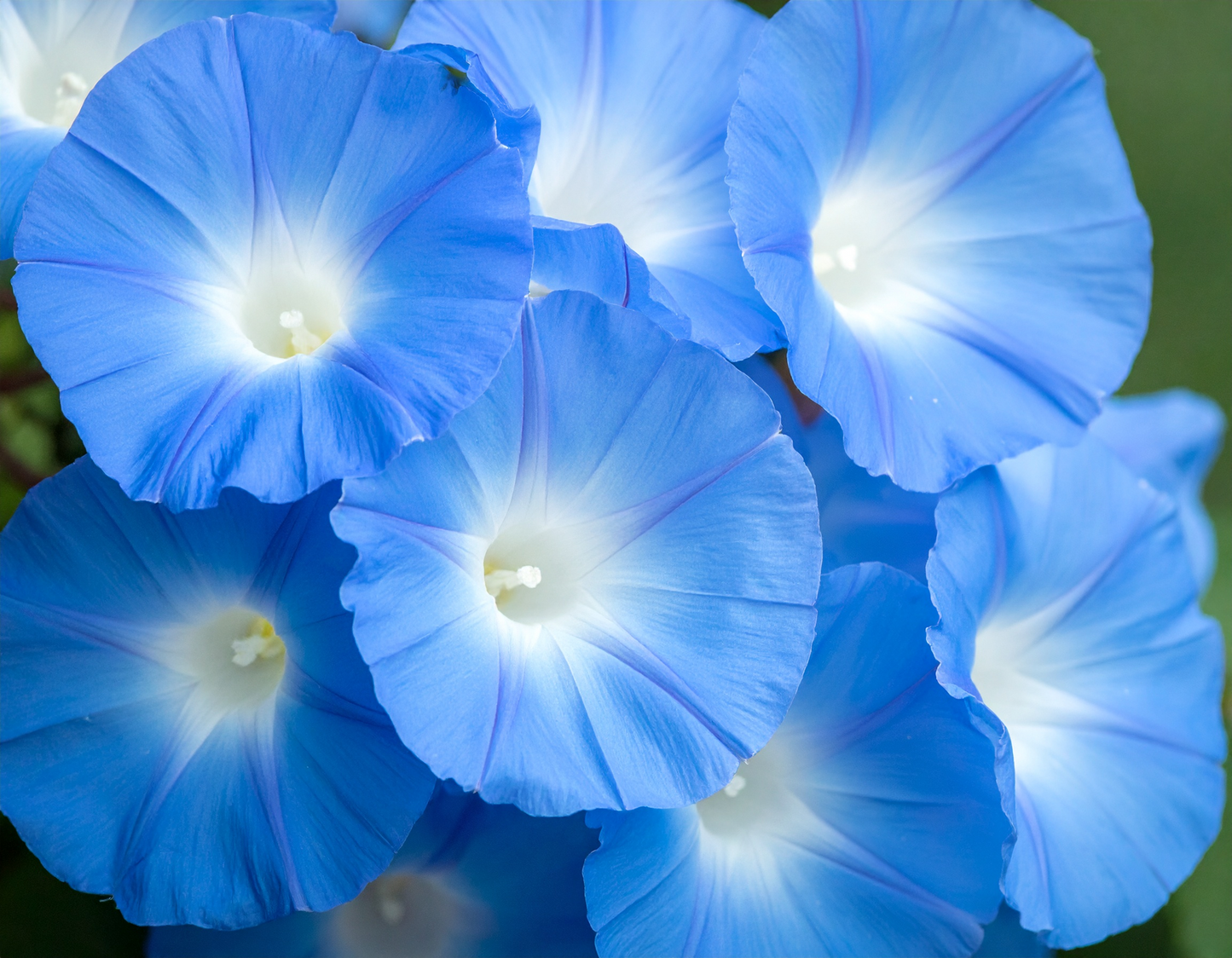 Heavenly Blue Morning Glory flower seeds for vigorous climbing vines with stunning, large sky-blue bell-shaped blooms.