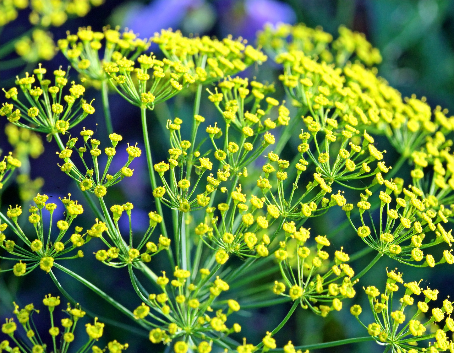Mammoth Long Island Dill herb seeds yielding large flower heads perfect for home pickling and herbal seasoning.