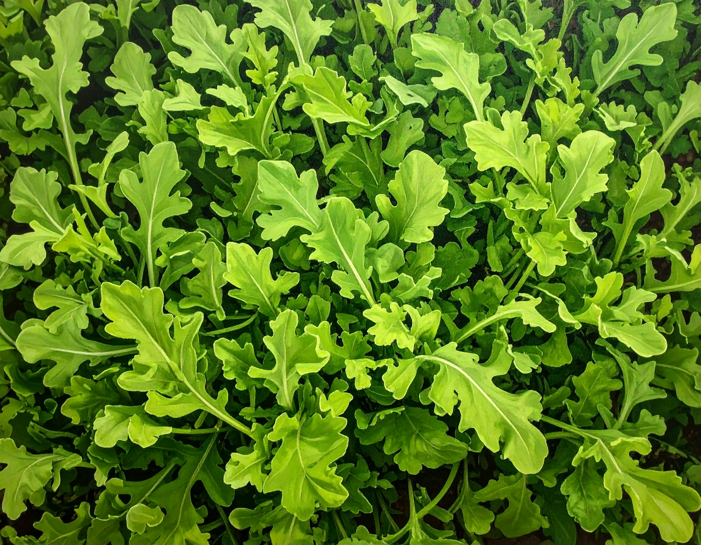 Rocket Arugula vegetable seeds bringing a zesty, peppery bite to fresh garden-to-table salads and sandwiches.