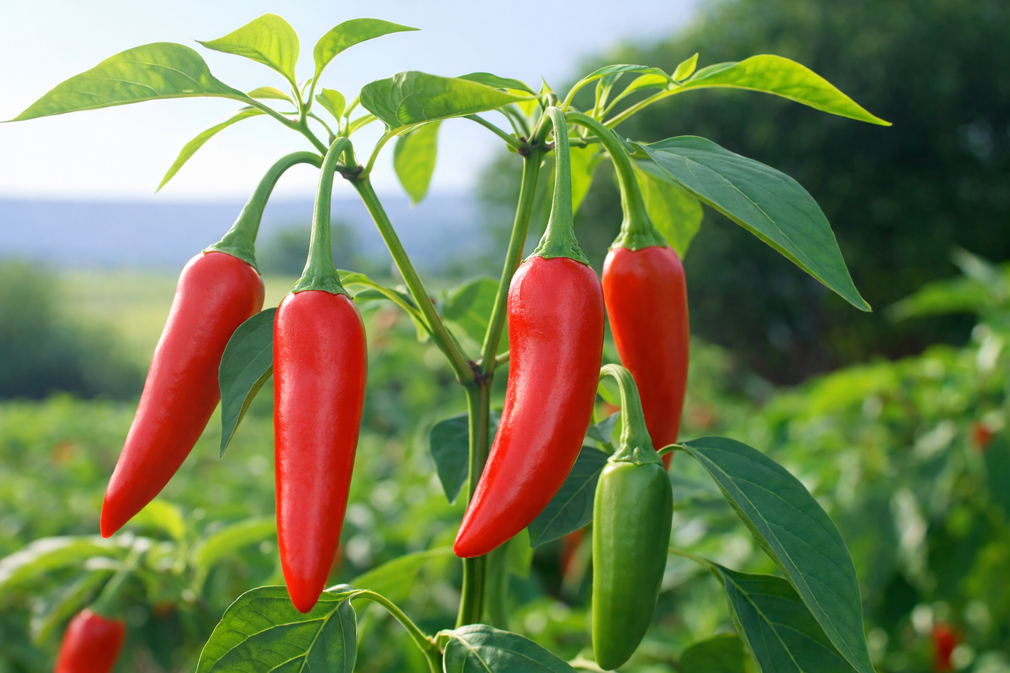 Serrano Tampiqueno Hot Pepper vegetable seeds for spicy green-to-red peppers perfect for authentic zesty salsas.