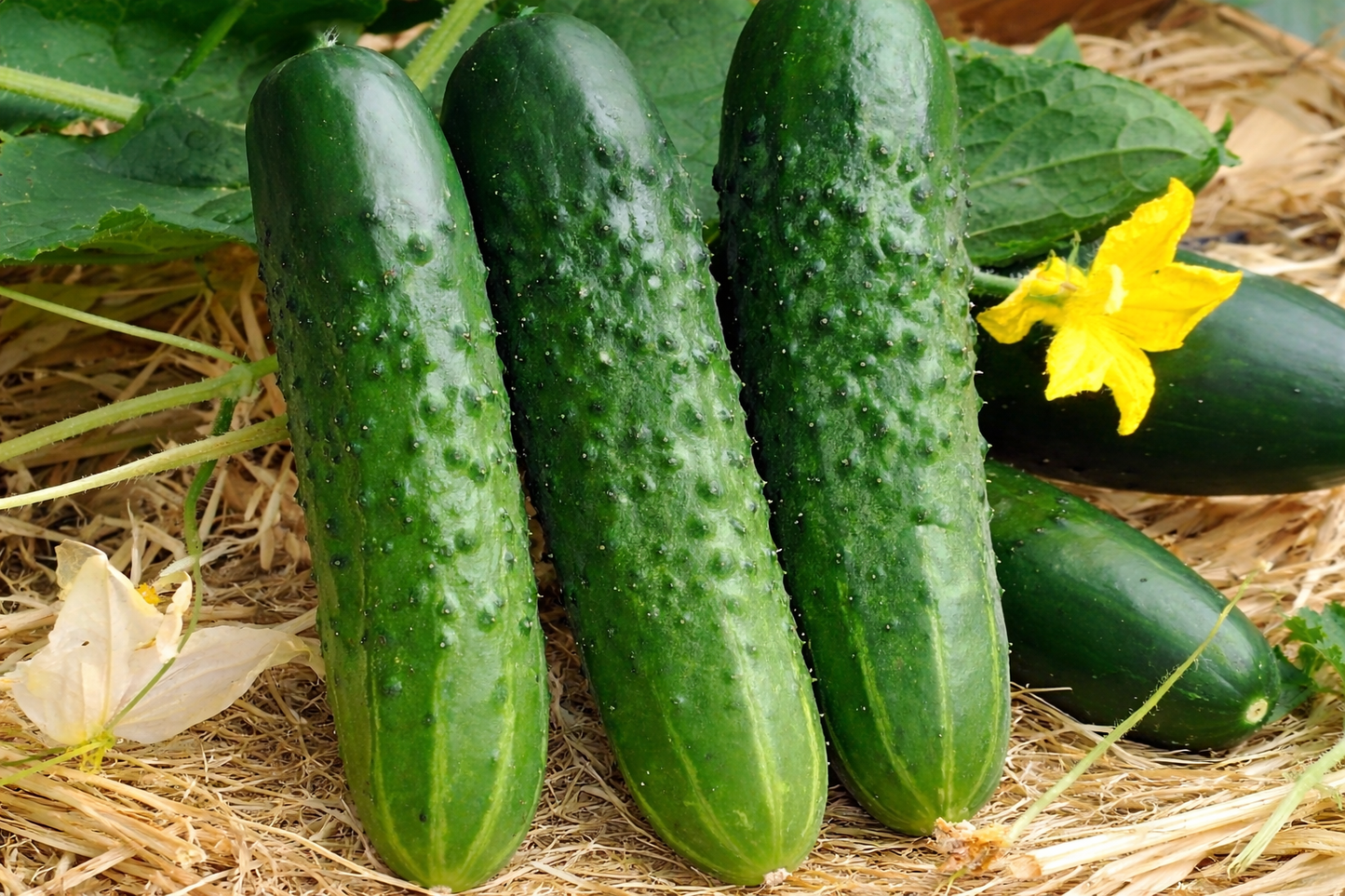 Burpless Bush Slicer F1 Cucumber vegetable seeds for crisp, non-bitter fruit perfect for fresh slicing and garden snacks.