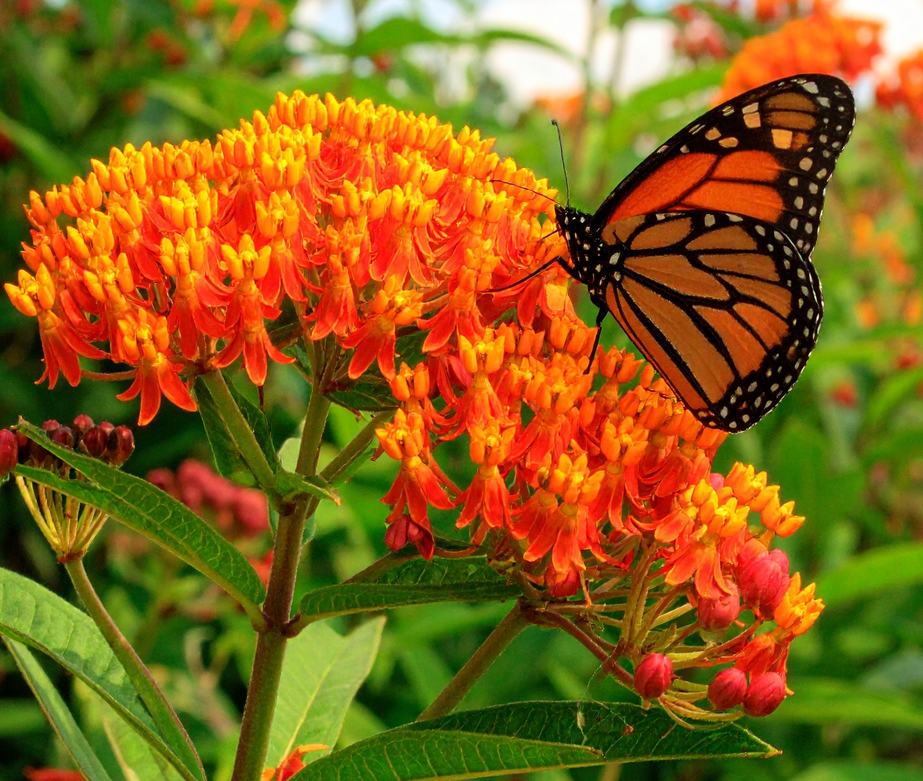 Butterfly Milkweed Asclepias Tuberosa flower seeds with bright orange blooms essential for supporting monarch butterflies and pollinators.