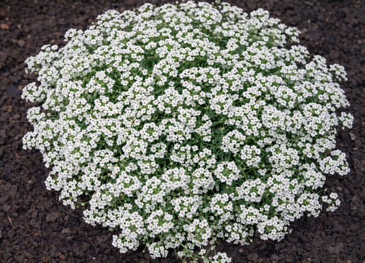 Carpet of Snow Sweet Alyssum flower seeds creating a fragrant, low-growing carpet of tiny white blooms for garden borders.
