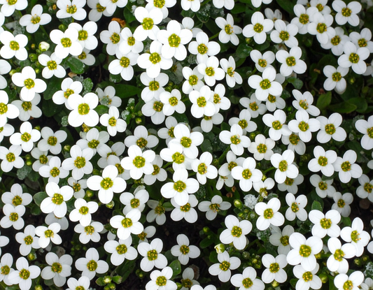 Carpet of Snow Sweet Alyssum Seeds