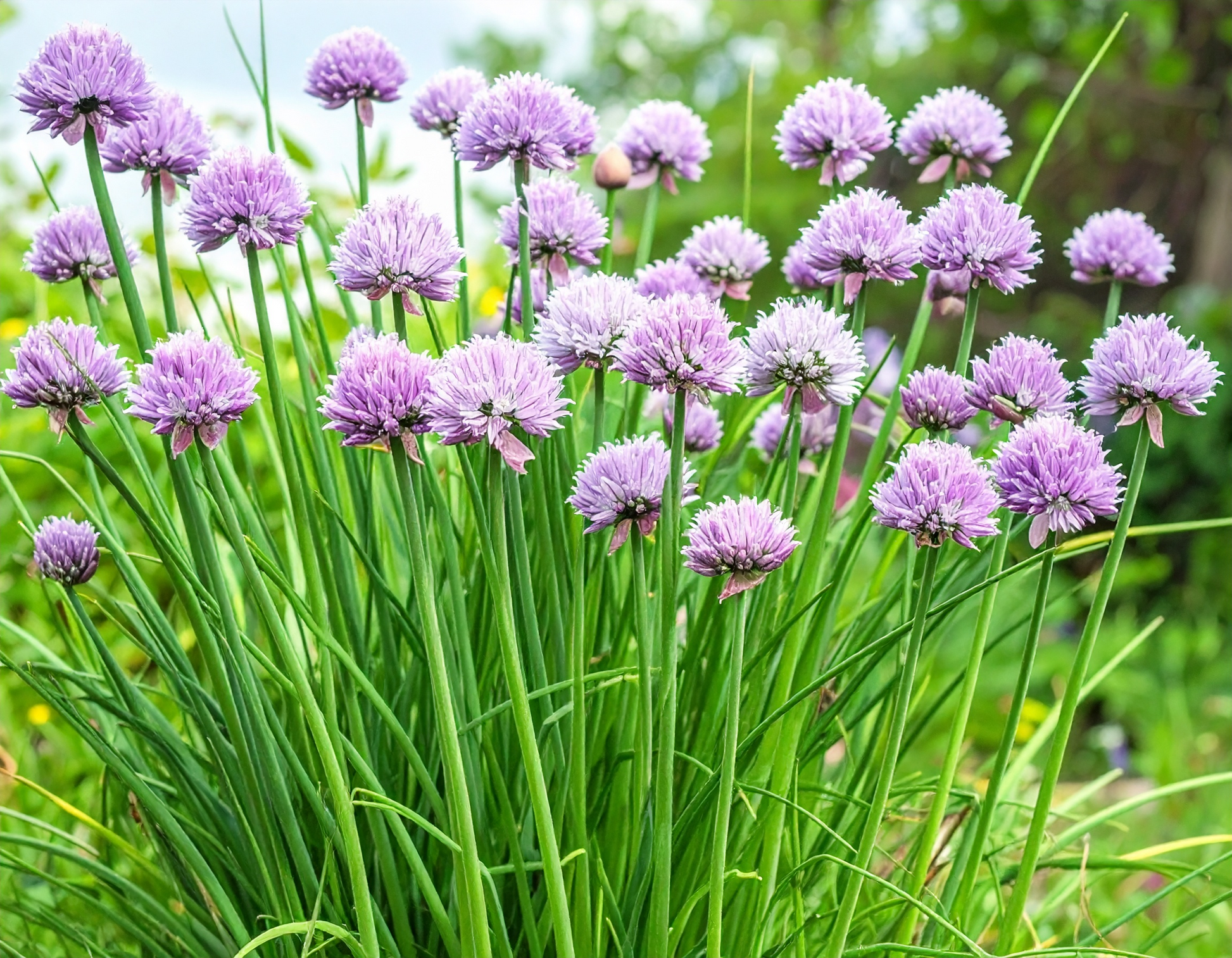 Chives herb seeds for easy-to-grow perennial greens with a mild onion flavor for kitchen gardens.