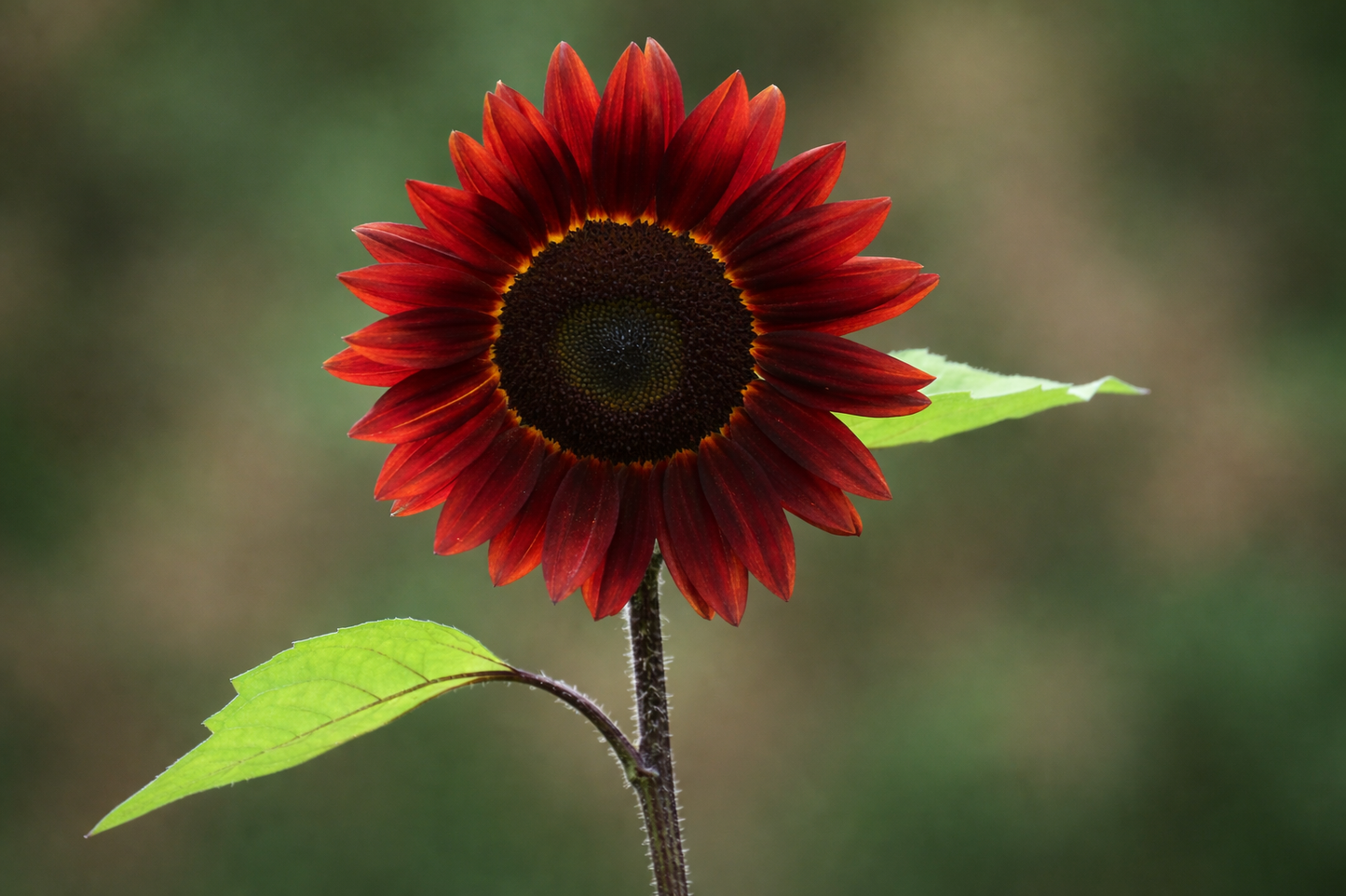 Chocolate Cherry Sunflower flower seeds with stunning deep-maroon petals and dark centers for tall garden structure.