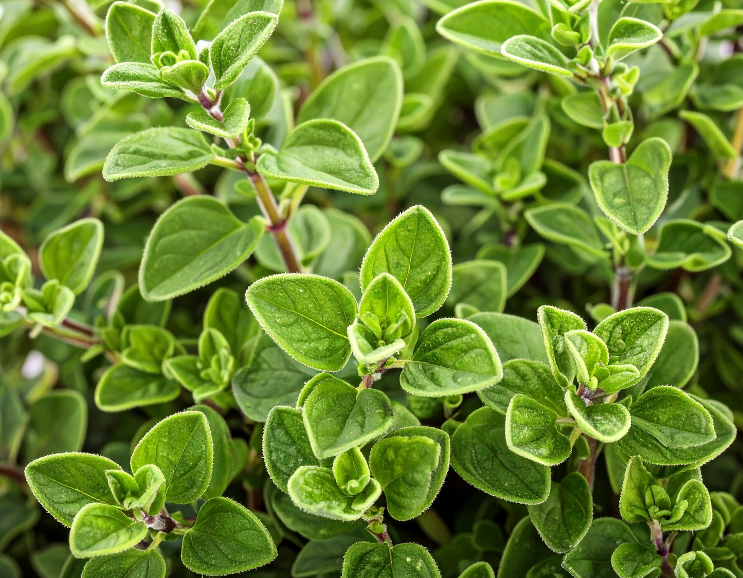 Common Italian Oregano herb seeds providing a pungent, savory flavor for authentic Italian and Mediterranean dishes.