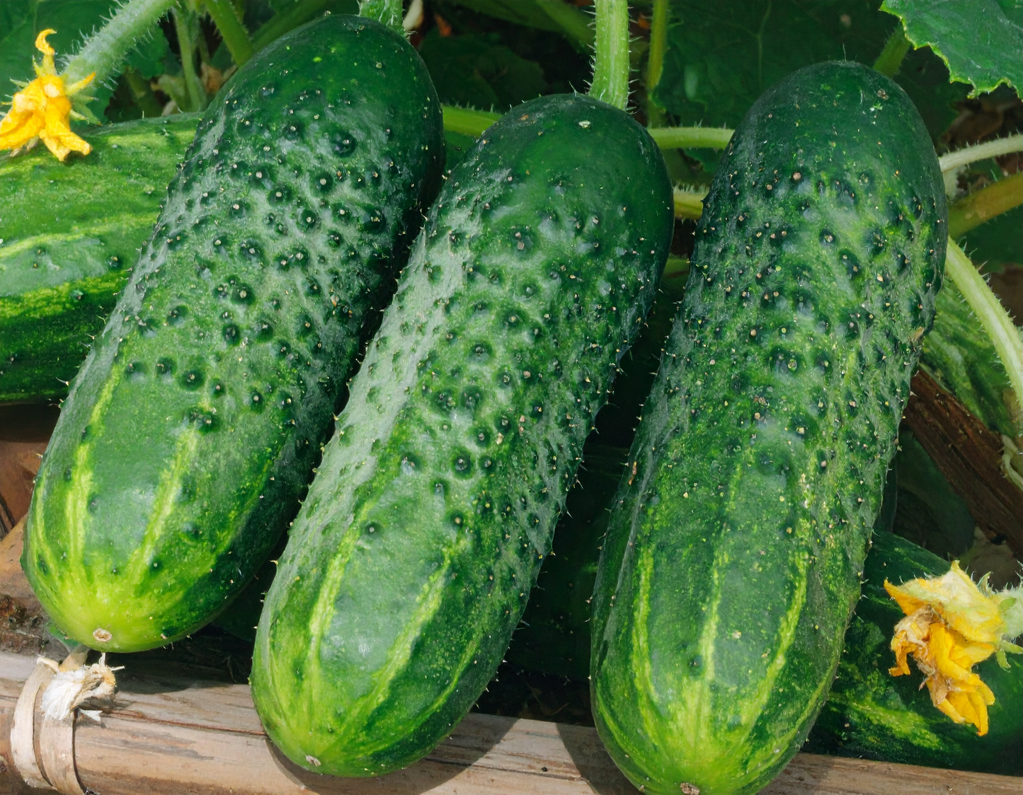 County Fair Improved Hybrid Cucumber vegetable seeds for disease-resistant vines and crispy, fresh garden pickles.