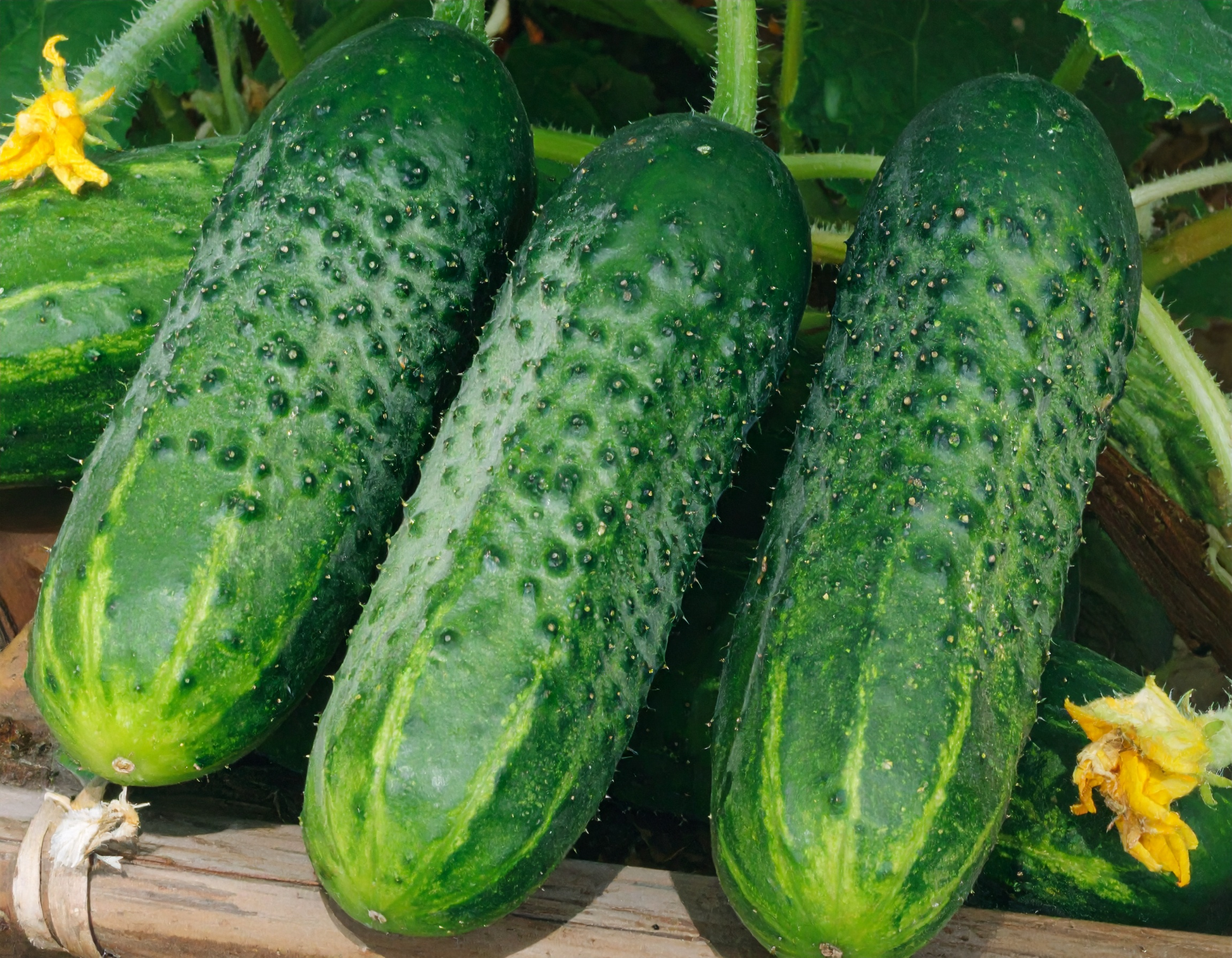 County Fair Improved Hybrid Cucumber vegetable seeds for disease-resistant vines and crispy, fresh garden pickles.