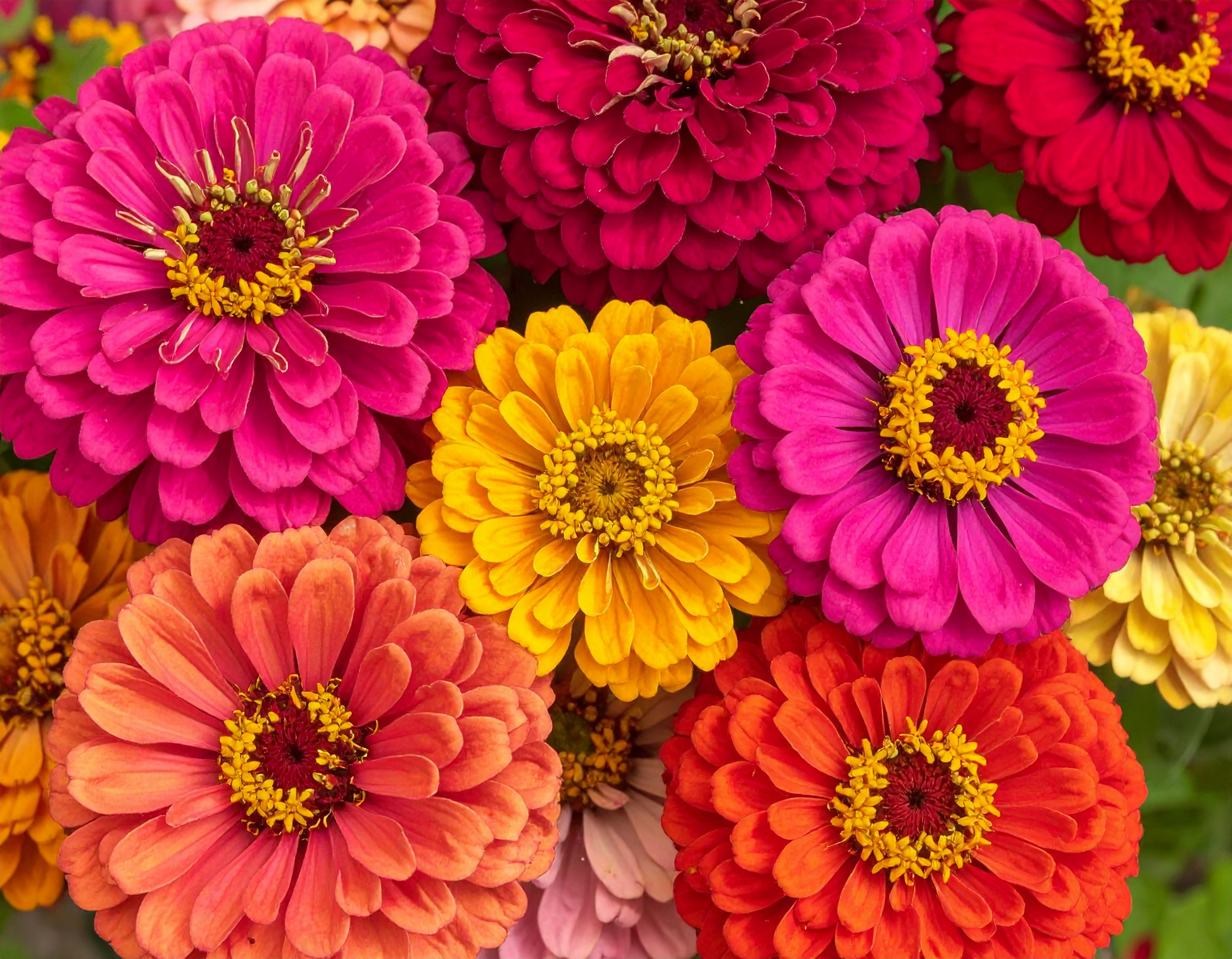 Organic Cut & Come Again Zinnia flower seeds for continuous summer color and repeat-bloom harvests in organic cut gardens.