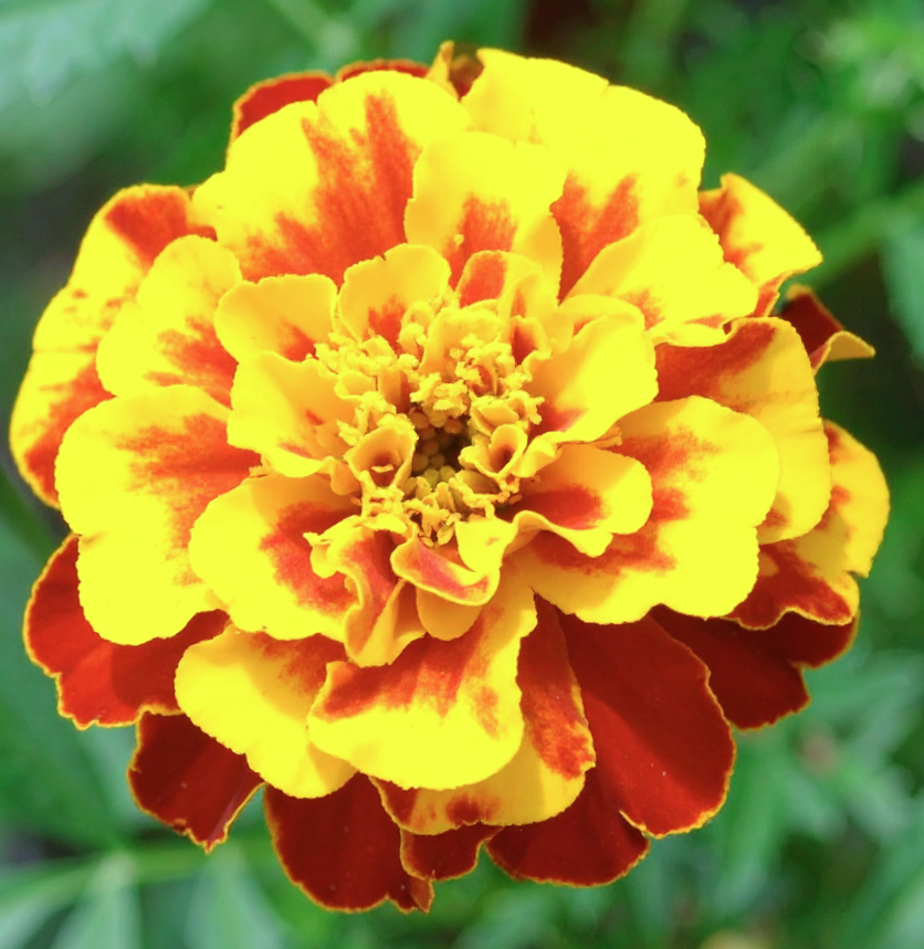 Dainty Marietta French Marigold flower seeds with yellow-and-maroon blooms for vibrant color and pest-repelling garden protection.