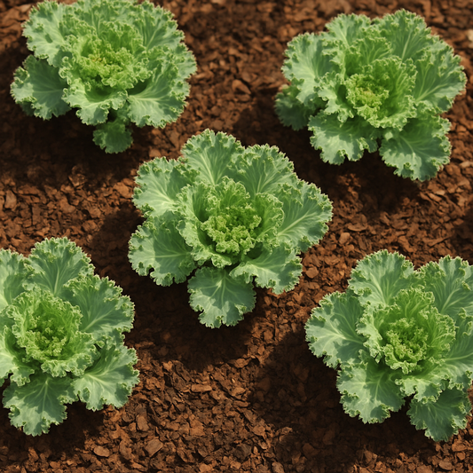 Dwarf Siberian Kale vegetable seeds producing frilly, hardy leaves perfect for nutrient-rich superfood smoothies and salads.