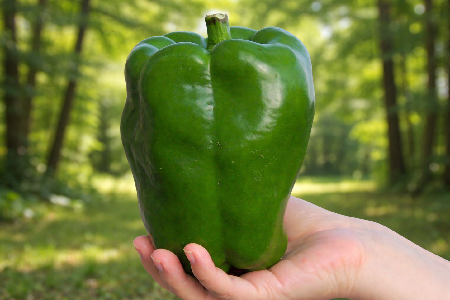 Emerald Giant Sweet Pepper vegetable seeds for extra-large, thick-walled green peppers perfect for diverse culinary use.