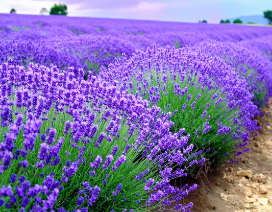 English Lavender Seeds