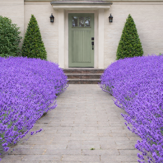 English Lavender herb seeds for aromatic purple flower spikes used in calming fragrances and ornamental garden beauty.