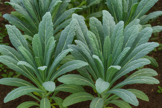 Lacinato Kale vegetable seeds (Dino Kale) featuring dark, textured leaves for hardy superfood salads and healthy cooking.