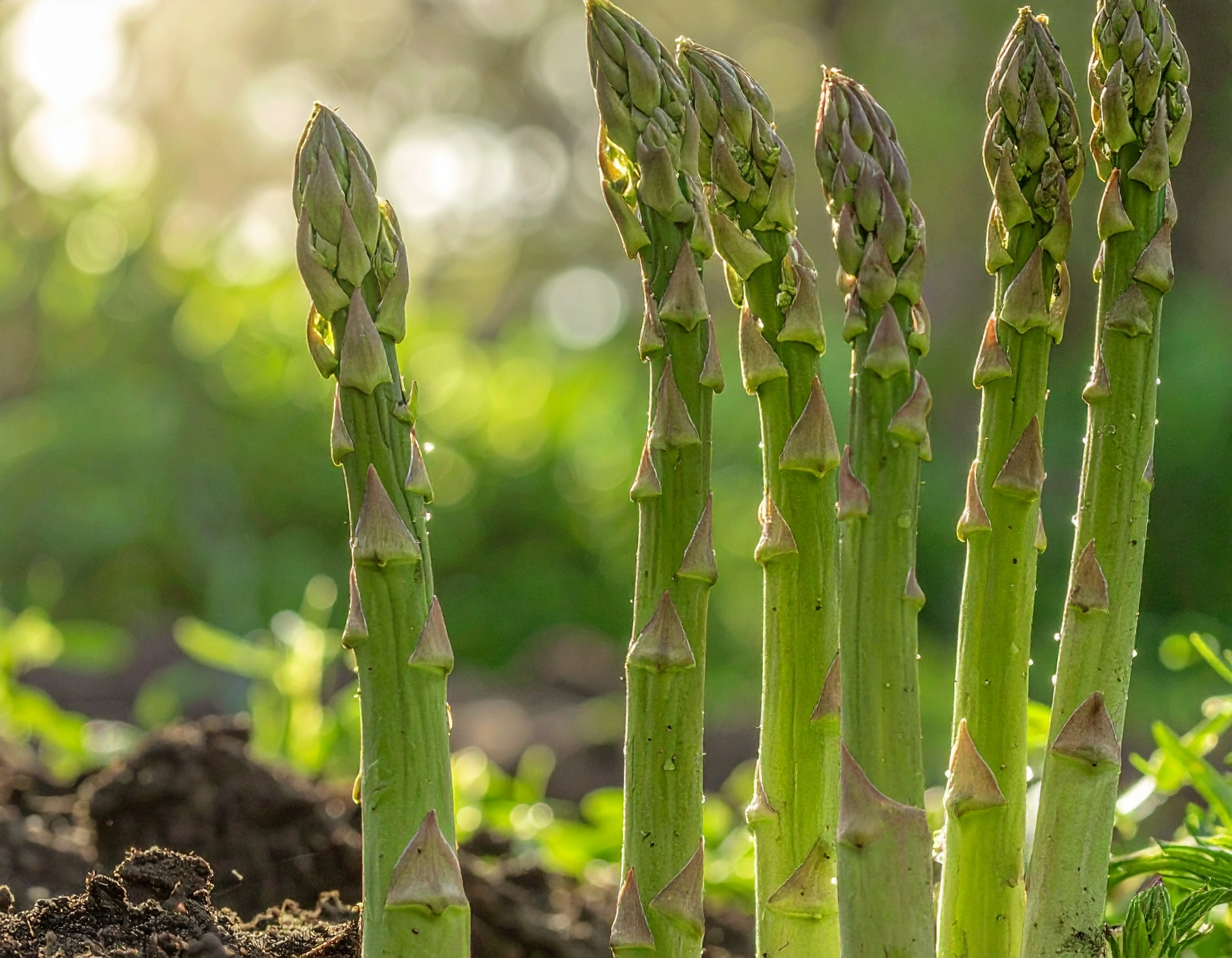 Mary Washington Asparagus vegetable seeds for long-lived perennial plants yielding gourmet, tender spring harvests.