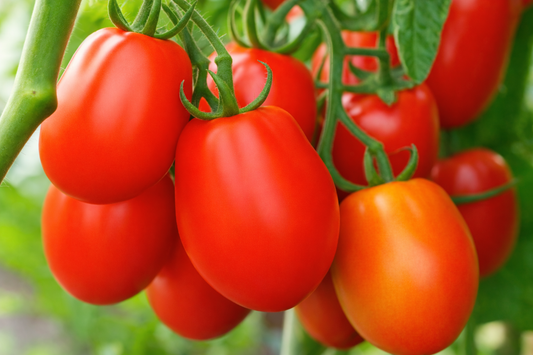 Roma VF Tomato vegetable seeds for meaty, disease-resistant fruits perfect for thick tomato sauces and pasting.