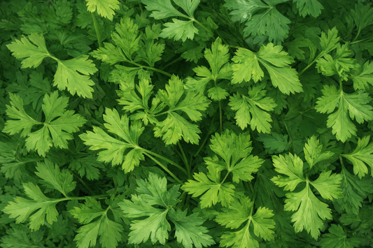 Single Italian Parsley herb seeds producing flat-leaf greens for a versatile, nutrient-dense culinary garnish.