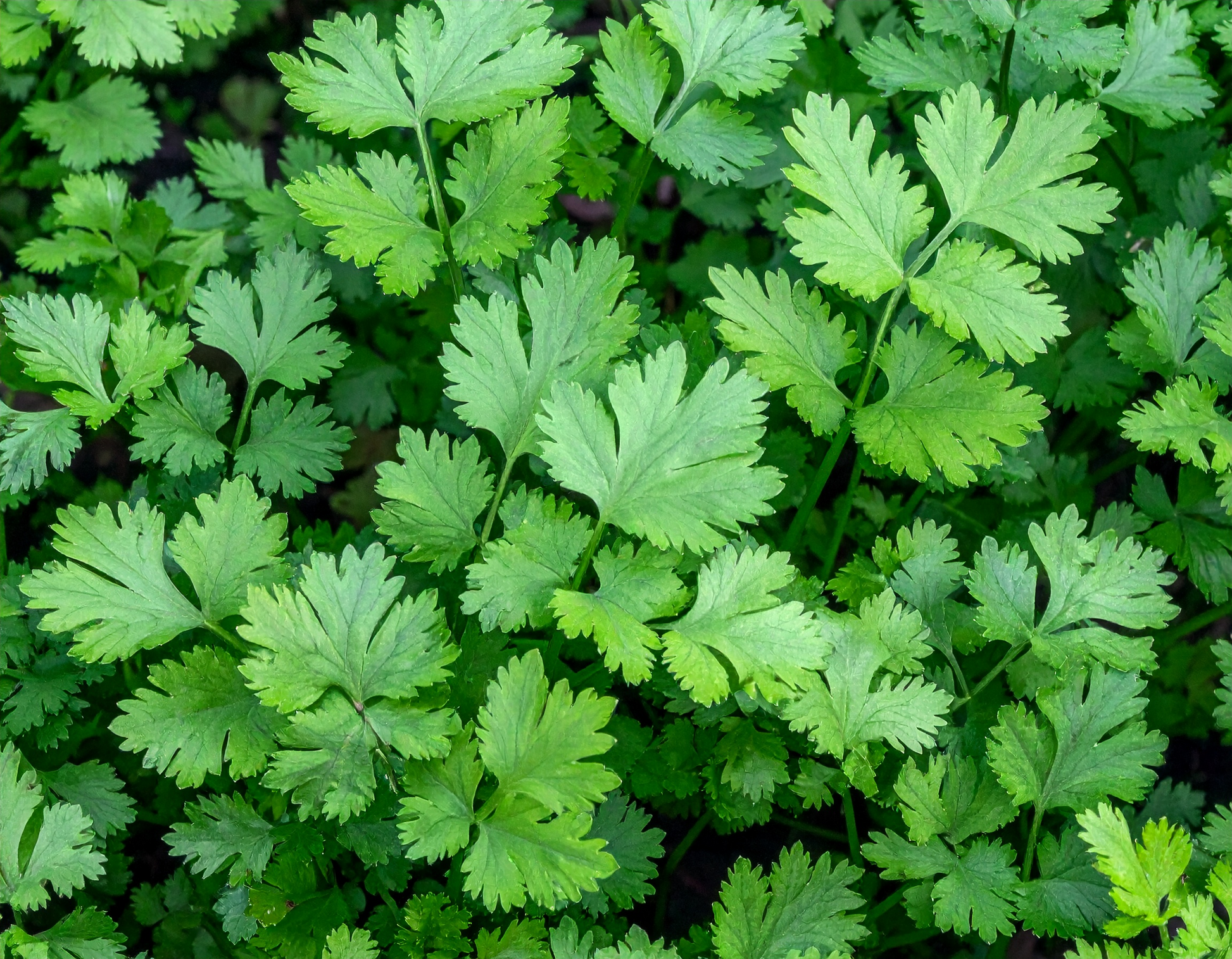 Slow Bolt Cilantro herb seeds yielding fresh leaves over a long season for Mexican and Asian cooking.