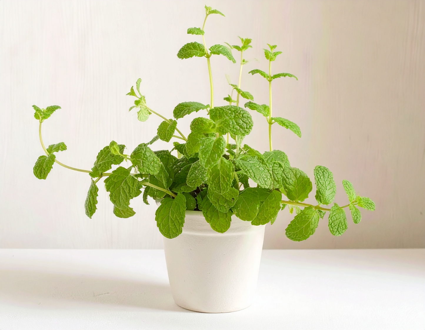 Spearmint herb seeds for refreshing, aromatic leaves perfect for teas, cool drinks, and garden-fresh desserts.