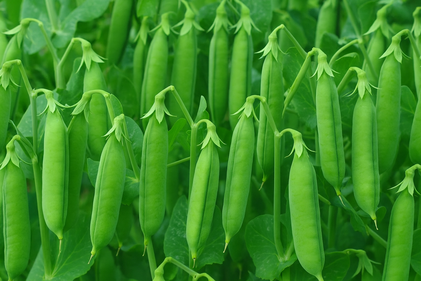Super Sugar Snap Pea vegetable seeds yielding exceptionally sweet, crunchy edible pods for garden-fresh snacking.