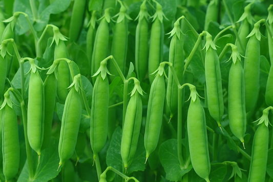 Super Sugar Snap Pea vegetable seeds yielding exceptionally sweet, crunchy edible pods for garden-fresh snacking.