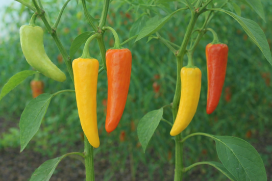 Sweet Banana Pepper vegetable seeds for long, yellow-to-red sweet peppers perfect for pickling and fresh salads.