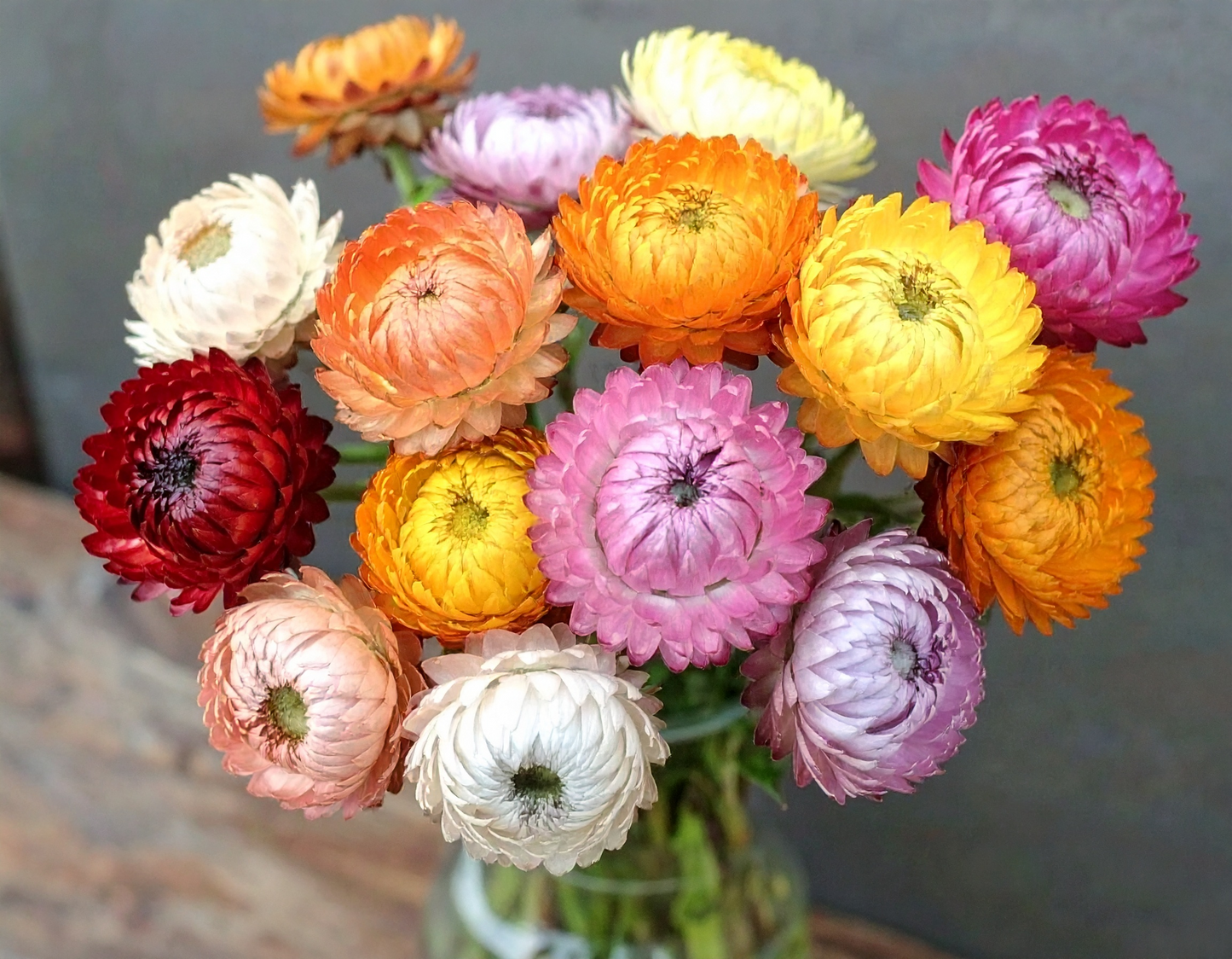 Tall Double Mix Strawflower flower seeds with paper-like blooms in various colors for dried floral arrangements and crafts.