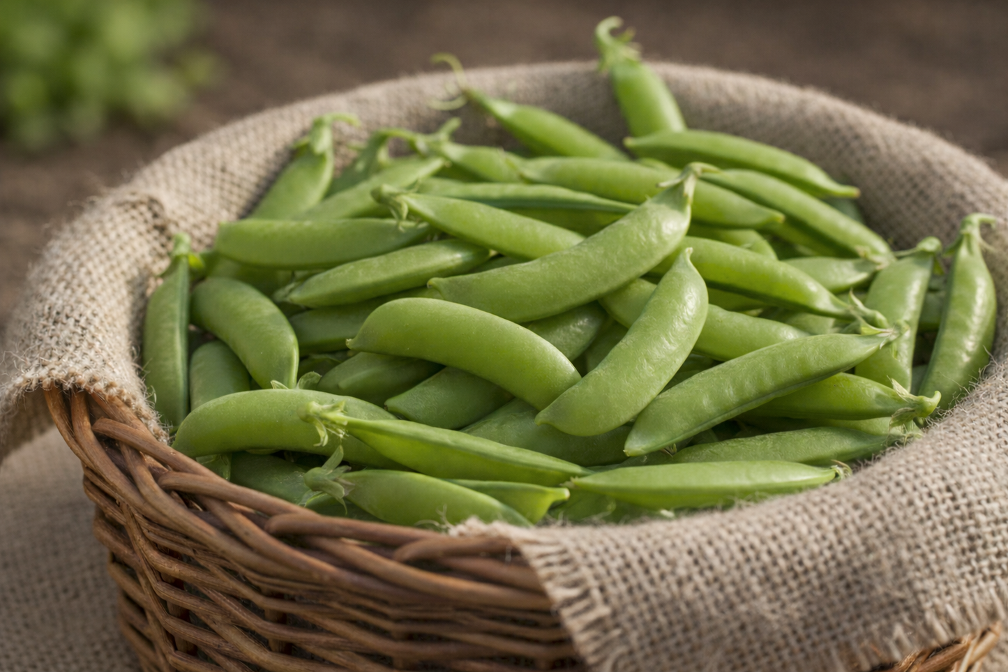 Cascadia Sugar Snap Pea Seeds