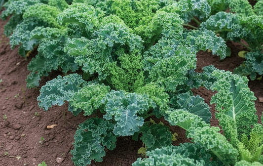 Dwarf Blue Curled Vates Kale Seeds