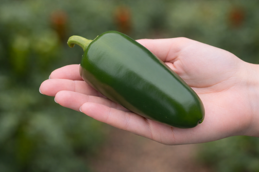 Jalapeño Gigante Hot Pepper Seeds
